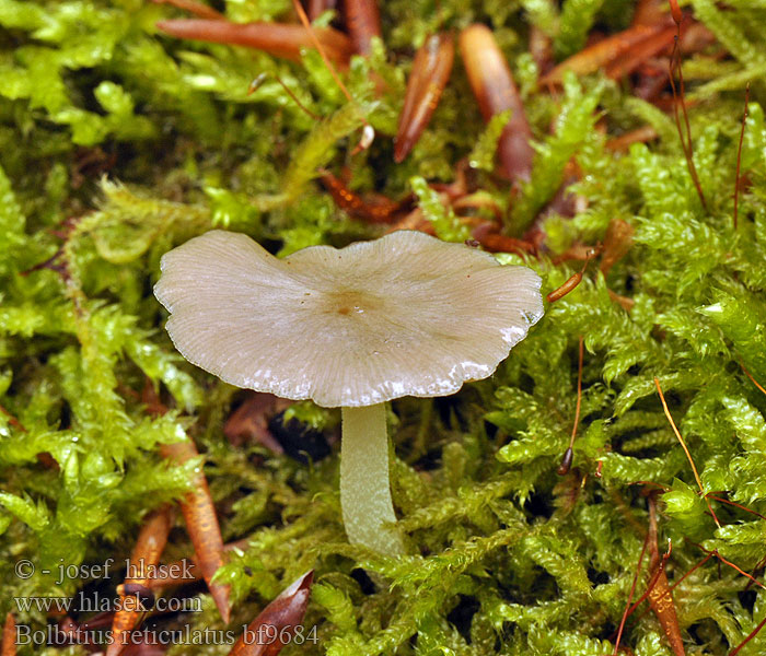 Bolbitius reticulatus bf9684