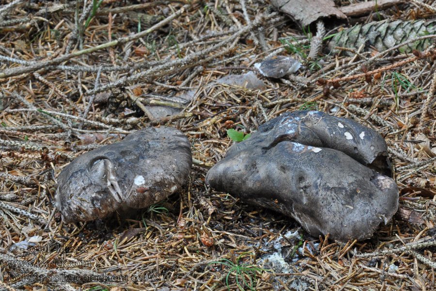 Boletopsis leucomelaena Hrbolatka černobílá