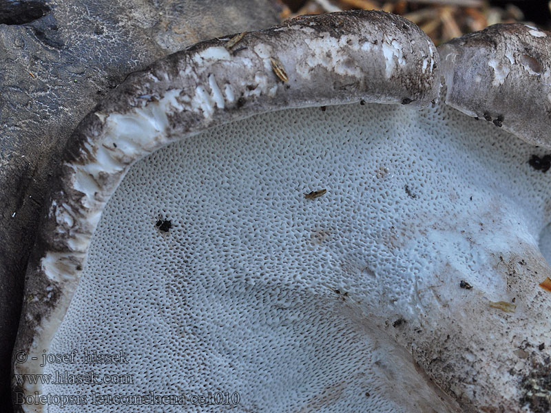 Schwarzweißer Rußporling Boletopsis leucomelaena