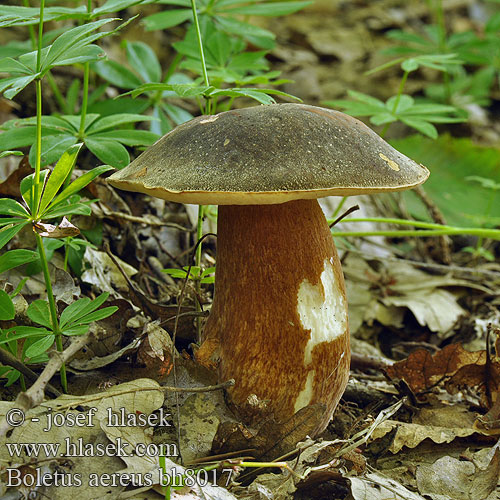 Boletus aereus Queen bolete Bronzeröhrling Hřib bronzový