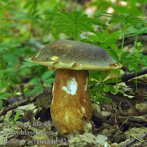 Boletus aereus bh8023