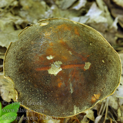 Boletus aereus bh8026