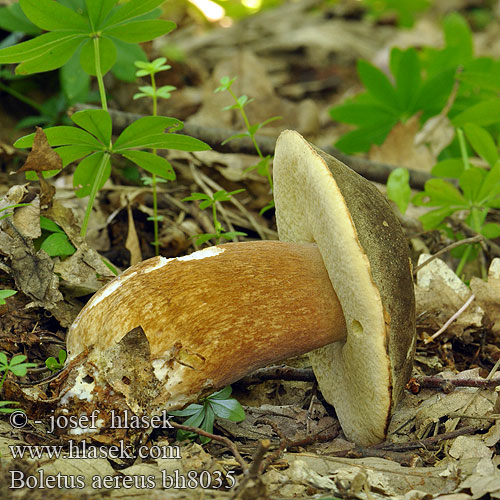 Boletus aereus bh8035