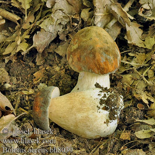 Boletus aereus bh8039