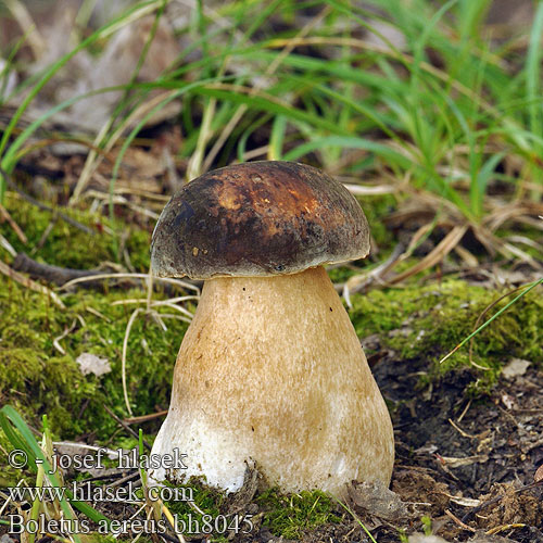 Boletus aereus bh8045