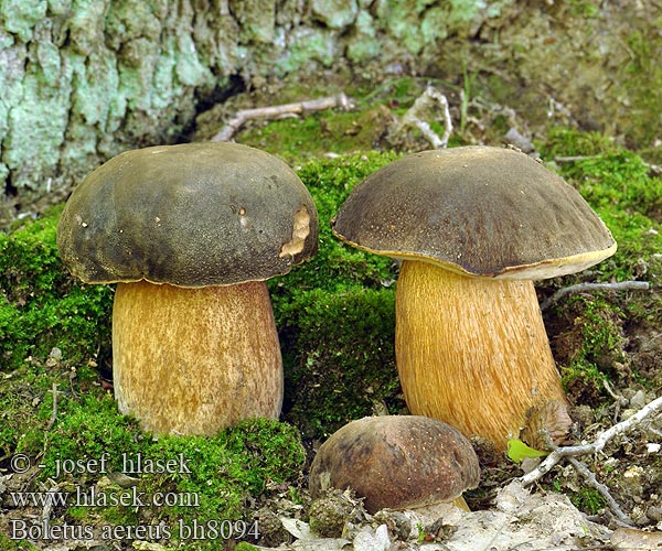 Capineru Hríb bronzový Boletus aereus Queen bolete Bronzeröhrling