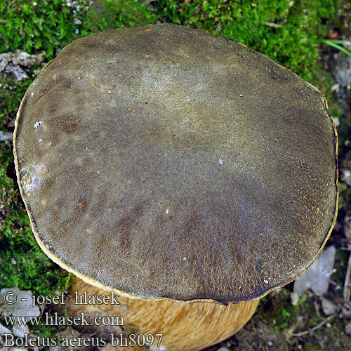 Queen bolete Bronzeröhrling Hřib bronzový Boleto negro