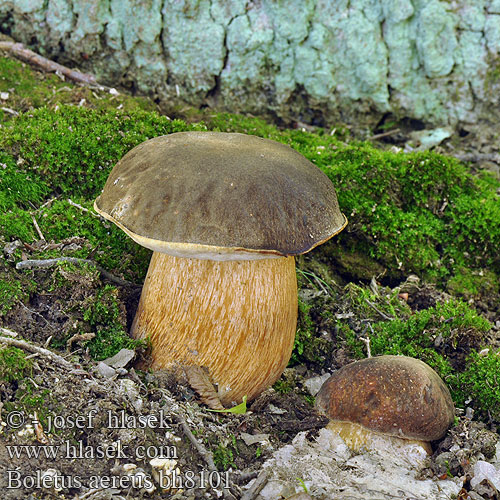 Boletus aereus bh8101