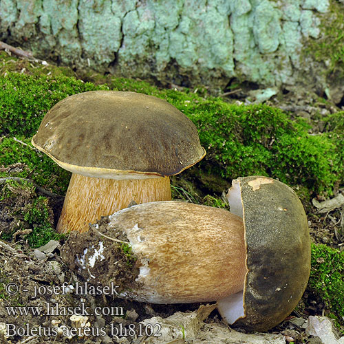 Boletus aereus bh8102