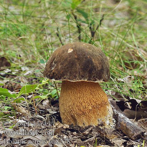 Boletus aereus bh8278