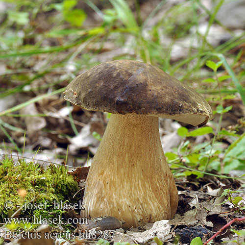 Boletus aereus bh8287