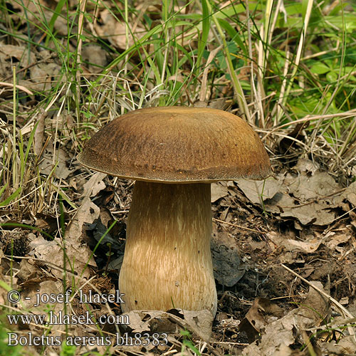 Boletus aereus bh8383