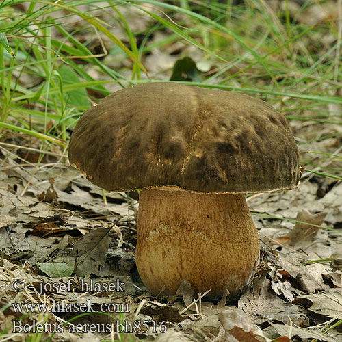 Borowik ciemnobrązowy 黑牛肝菌 Hajdovec Бронзова