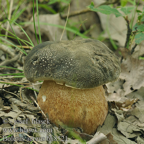 黑牛肝菌 Hajdovec Бронзова манатарка