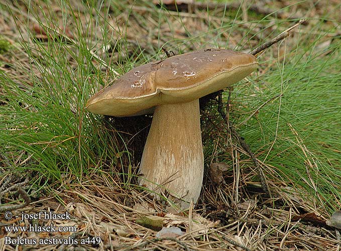 Boletus aestivalis reticulatus edulis Summer bolete king reticulated