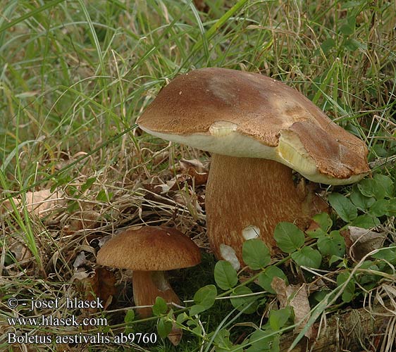 Boletus aestivalis Sommer-rørhat Tammenherkkutatti