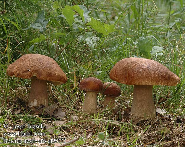 Boletus aestivalis ab9772