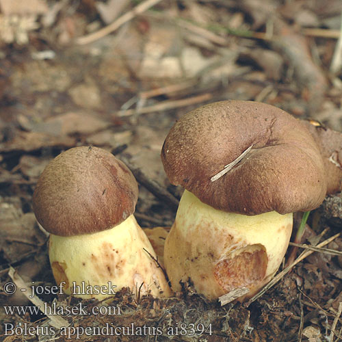 Boletus appendiculatus Hřib přívěskatý Hríb príveskatý