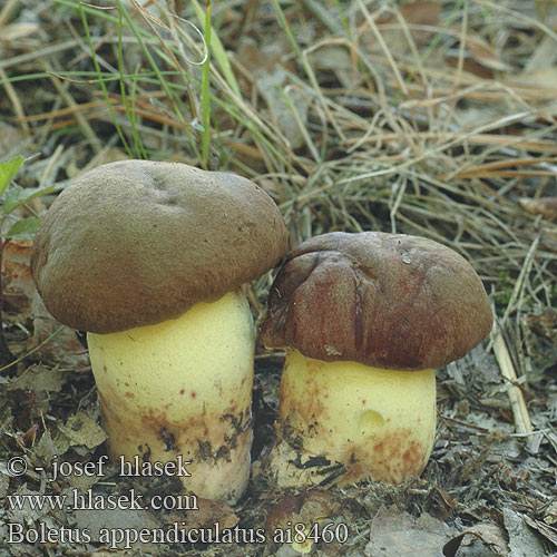 Boletus appendiculatus ai8460