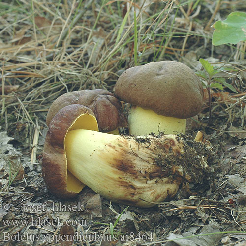 Boletus appendiculatus ai8464