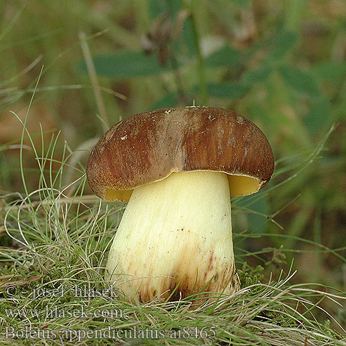 Boletus appendiculatus ai8465