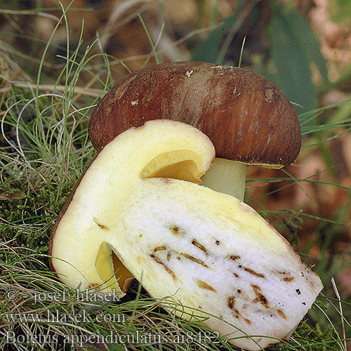 Boletus appendiculatus ai8482