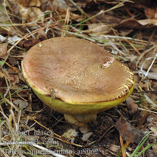 Boletus appendiculatus ai9062