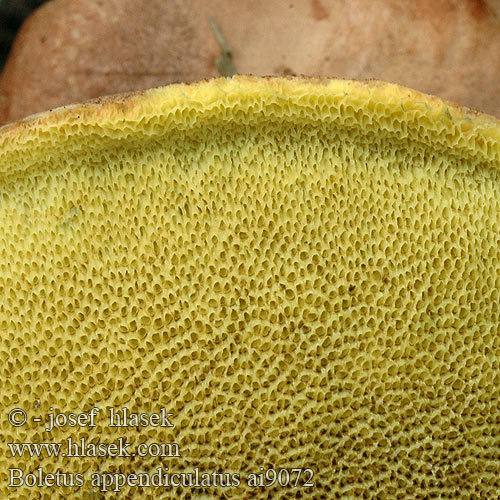 Boletus appendiculatus ai9072