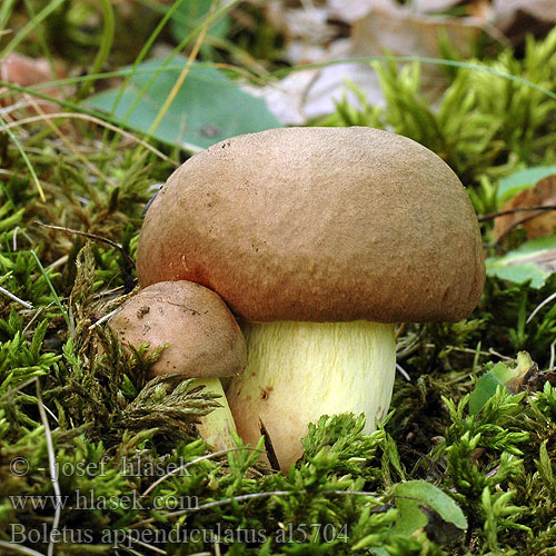 Boletus appendiculatus al5704