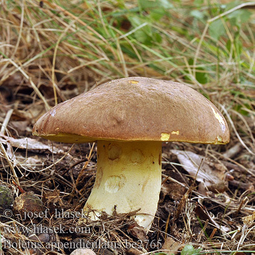 Boletus appendiculatus be2765