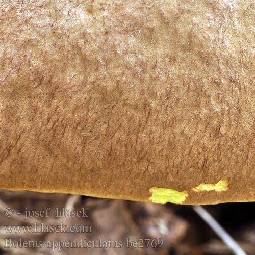 Boletus appendiculatus be2769