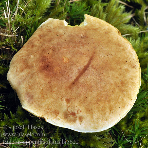 Boletus appendiculatus bi5622