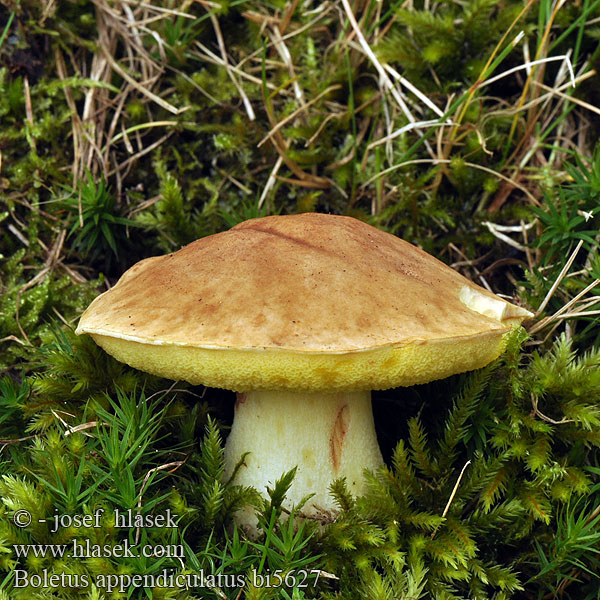 Boletus appendiculatus bi5627