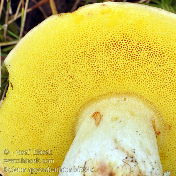 Boletus appendiculatus bi5646