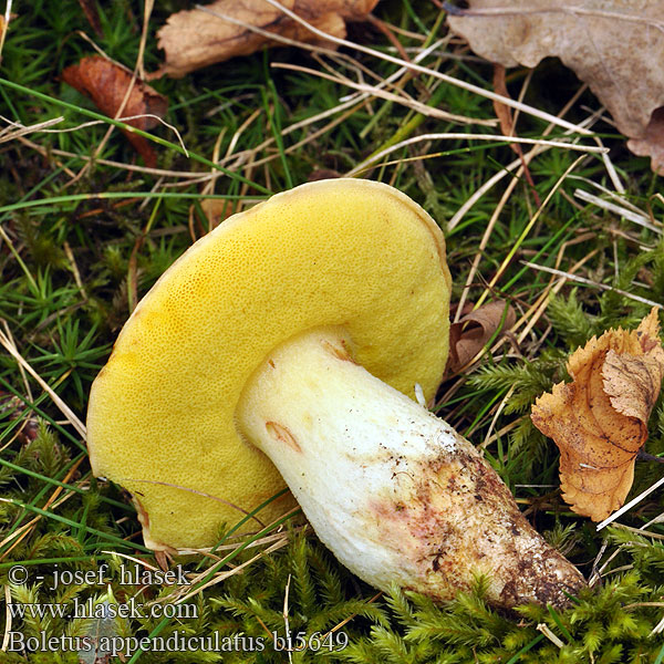 Butter Bolete Sárgahúsú tinóru Tenstokket rørhat