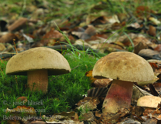 Boletus calopus Schönfußröhrling Hřib kříšť