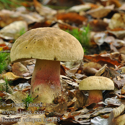 Boletus calopus bi2948