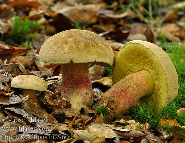 Boletus calopus bi2960