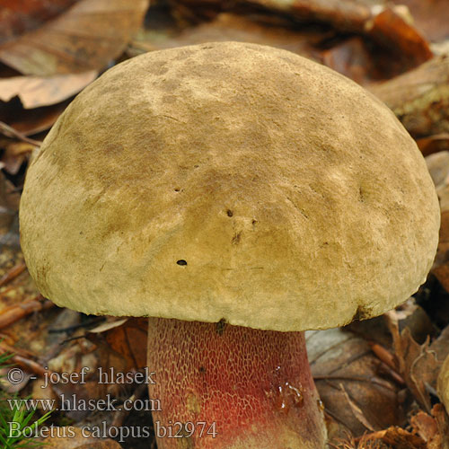 Boletus calopus bi2974