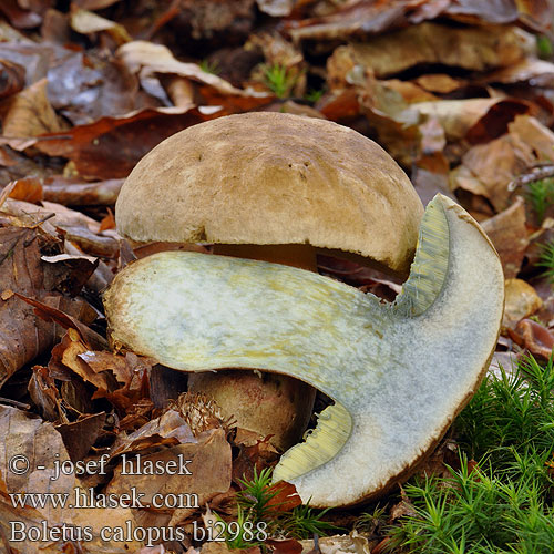 Boletus calopus bi2988