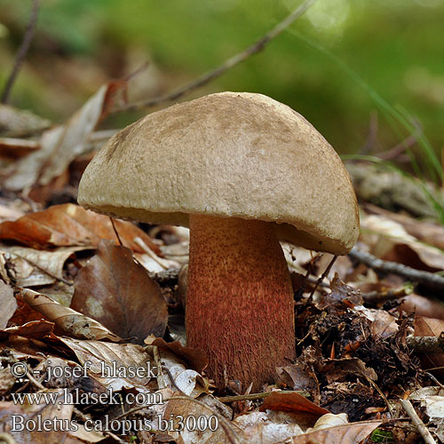 Boletus calopus bi3000