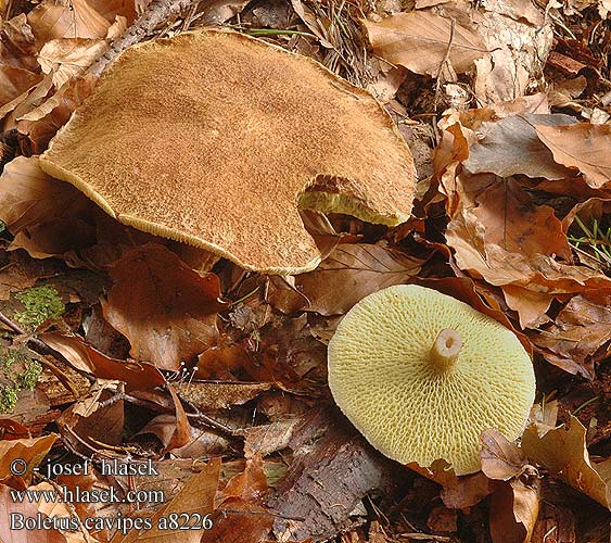 Boletus cavipes Boletinus Suillus Hulstokket Rørhat