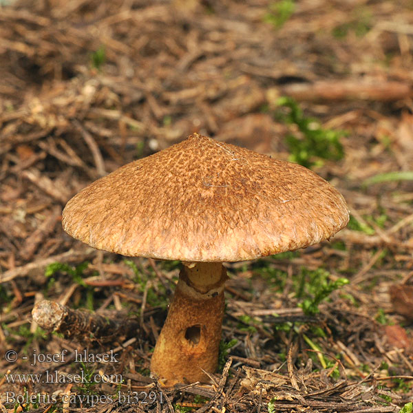 Boletus cavipes bi3291