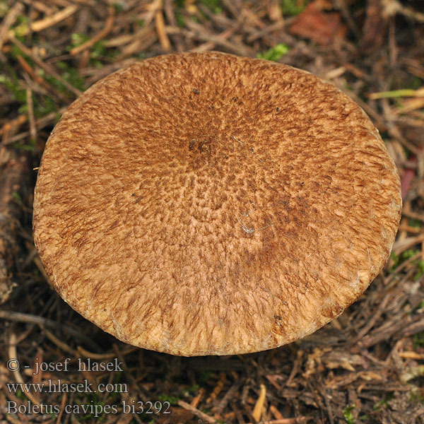 Boletus cavipes bi3292