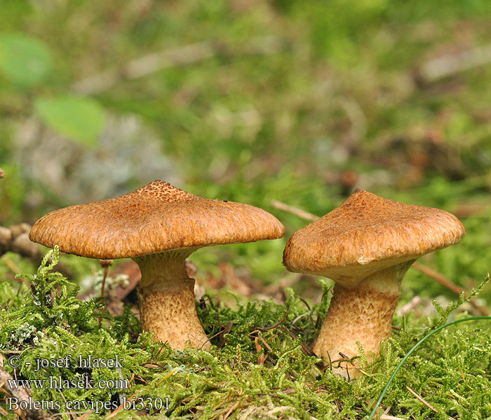 Boletus cavipes bi3301