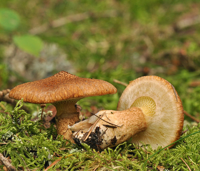 Boletus cavipes bi3307