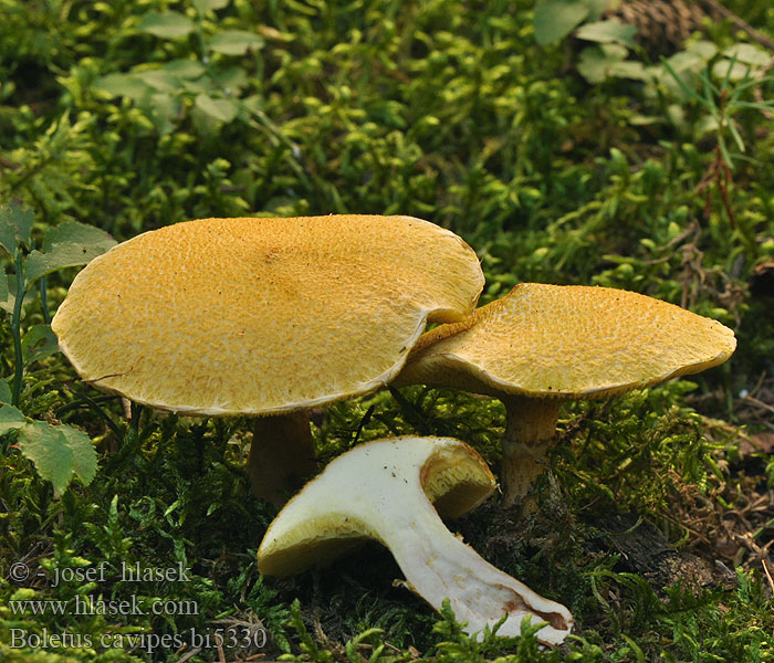 Boleto gambo cavo Csövestönkű tinorú Boletus cavipes