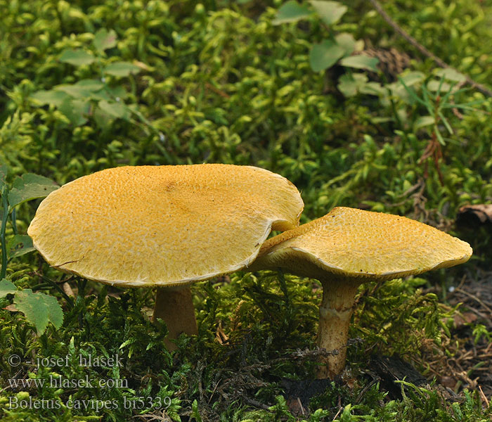 Boletus cavipes bi5339