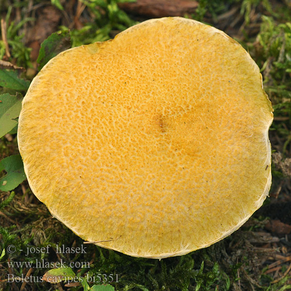 Boletus cavipes bi5351