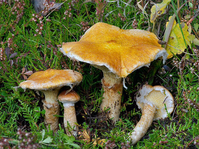 Hřib dutonohý Boletus cavipes aureus